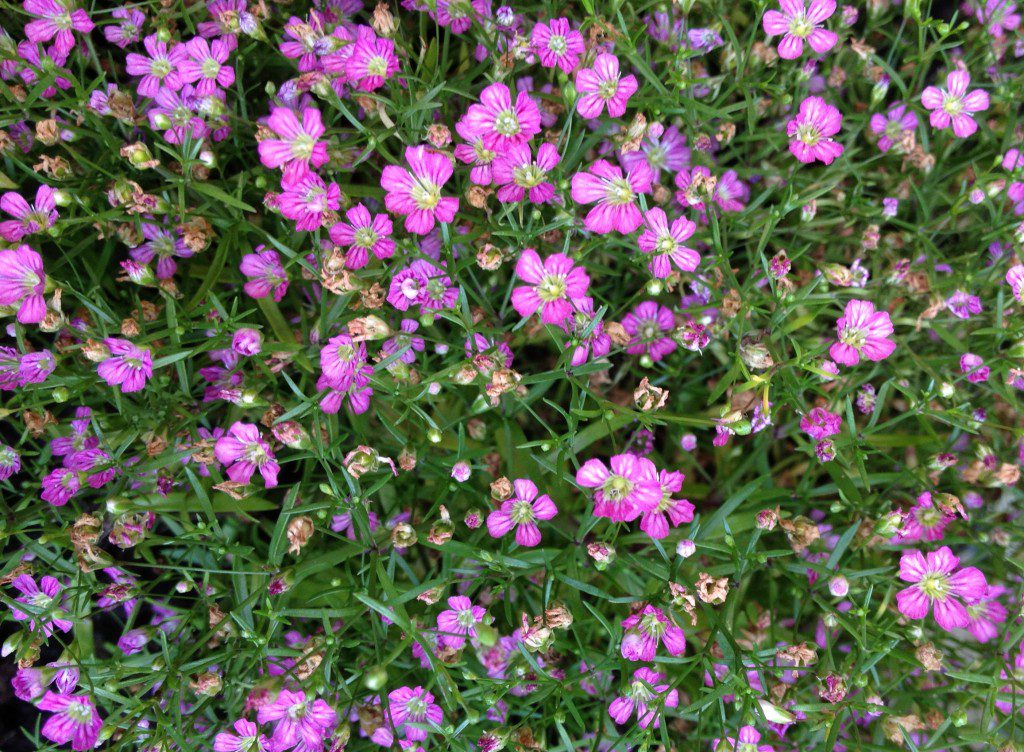 bloemen-duurzaamheidskompas