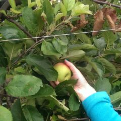 Over appels en peren