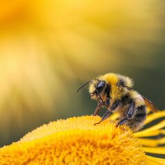 Bescherm bijen tegen pesticidelobby